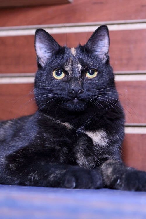KINDRA - Domestic Short Hair available for adoption