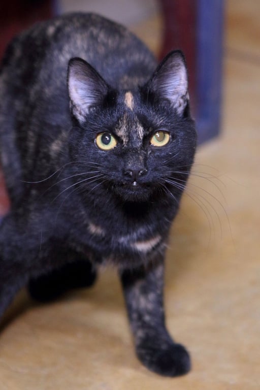 Kindra Image
