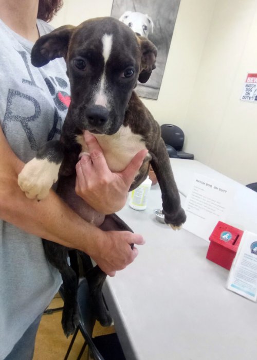 MAYBELLENE - Pit Bull Terrier / Hound for adoption in Rochester
