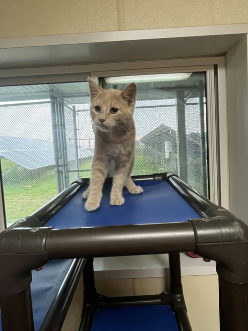 MITCH - Domestic Short Hair / Tiger available for adoption