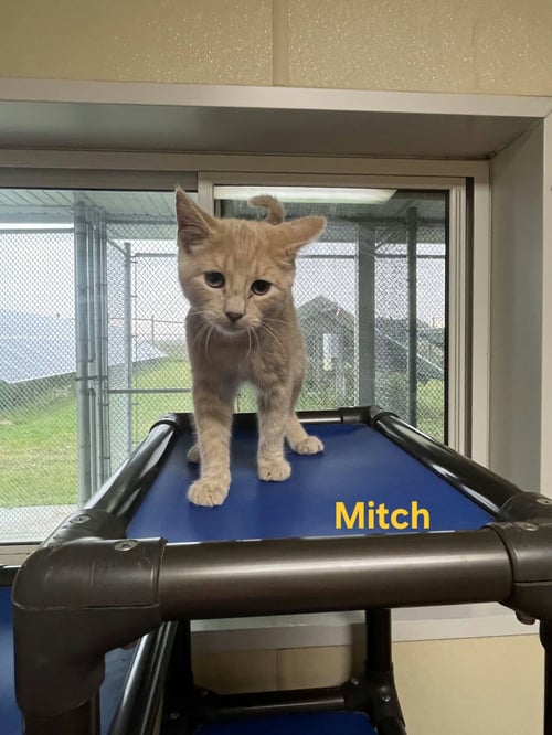 MITCH - Domestic Short Hair / Tiger available for adoption