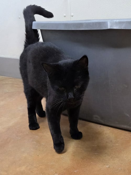 GAIA - Domestic Short Hair available for adoption