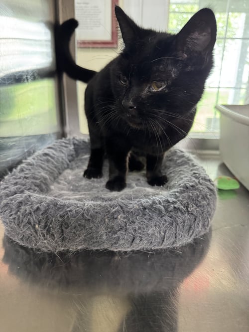 GAIA - Domestic Short Hair available for adoption