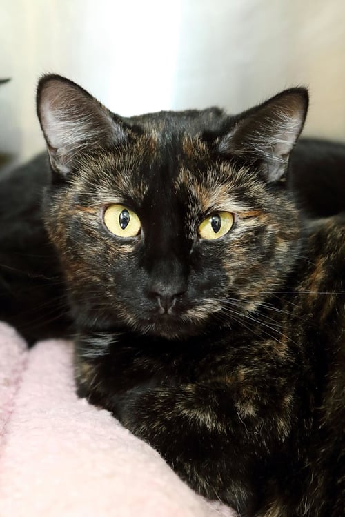 MANGO - Calico / Tiger available for adoption