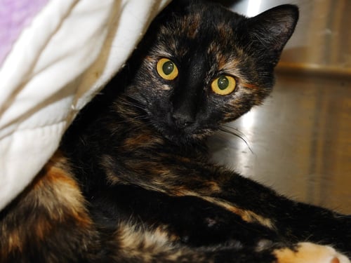 MANGO - Calico / Tiger available for adoption