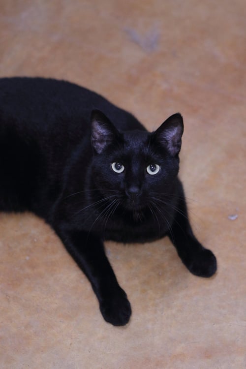 MAX - Domestic Short Hair available for adoption