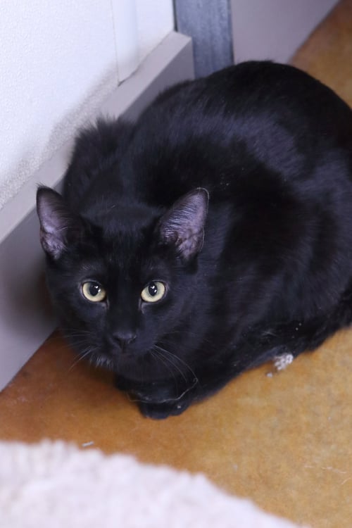 MAX - Domestic Short Hair available for adoption