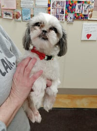 Molly - Photo 2
