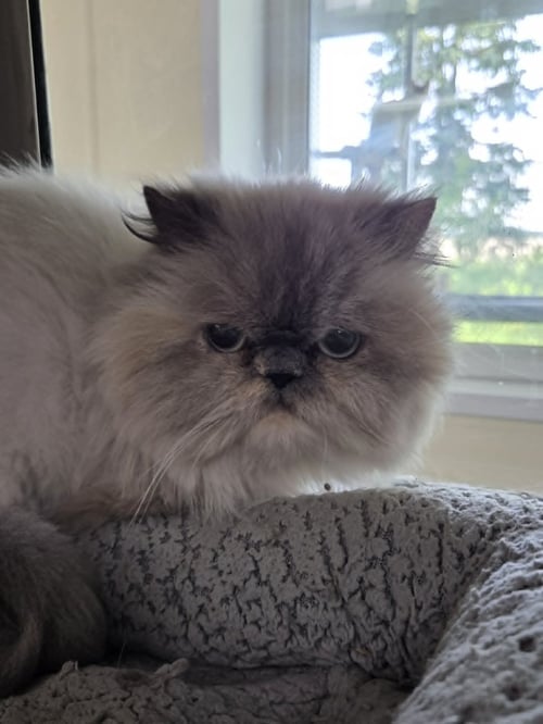 ELLIE - Persian available for adoption