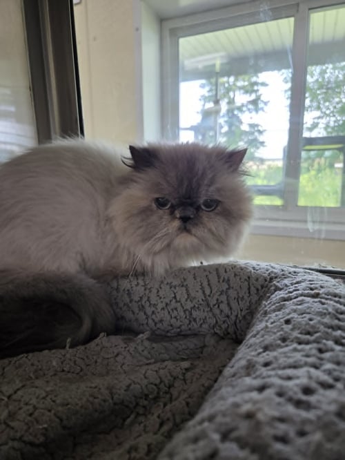 ELLIE - Persian available for adoption