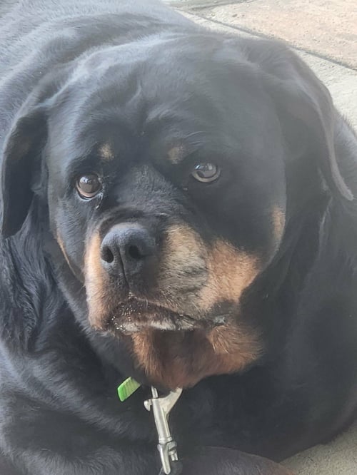 HILDA - Rottweiler available for adoption
