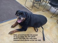 Hilda - Photo 2