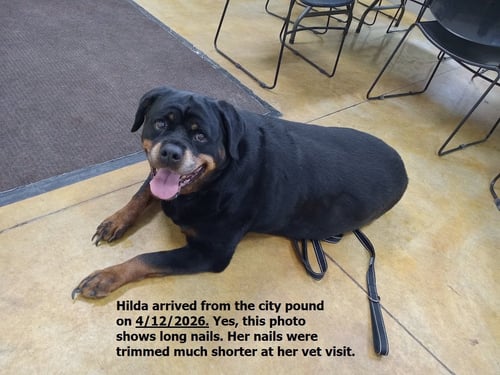 HILDA - Rottweiler available for adoption