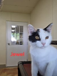 Jewel - Photo 7