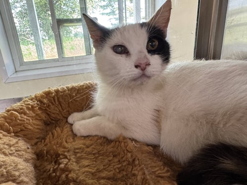 JEWEL - Calico / Domestic Short Hair available for adoption