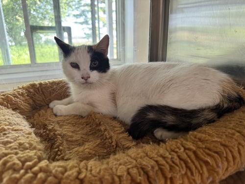JEWEL - Calico / Domestic Short Hair available for adoption