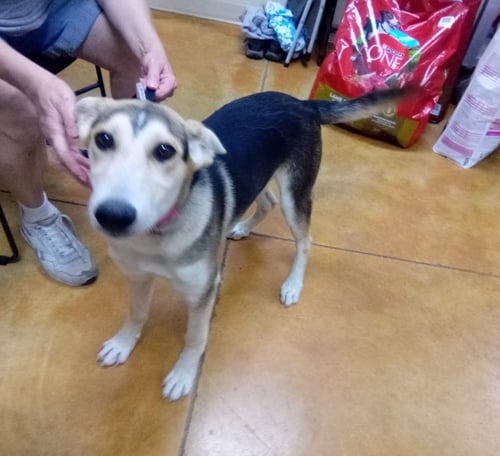 CORAL - Shepherd / Husky available for adoption