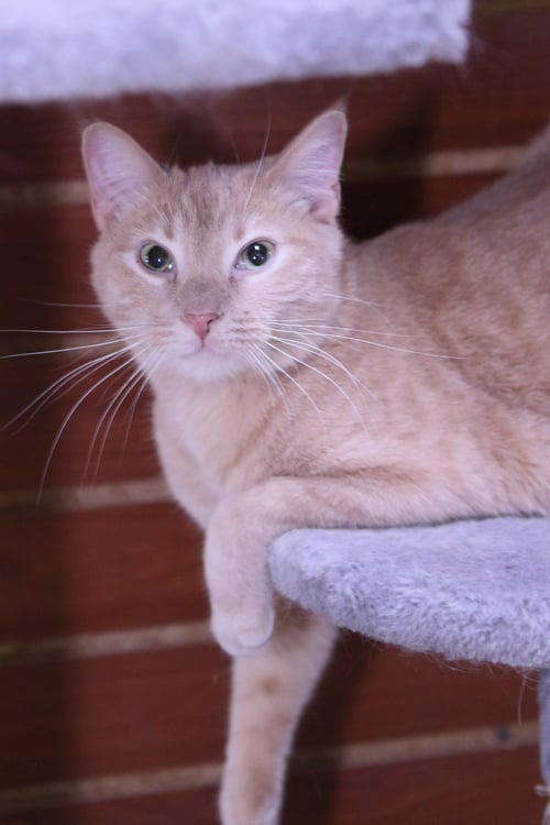JUL - Tiger available for adoption