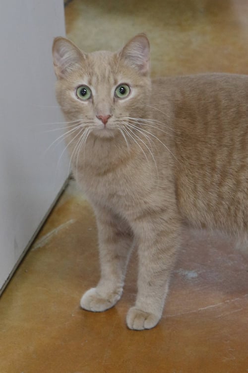 JUL - Tiger available for adoption