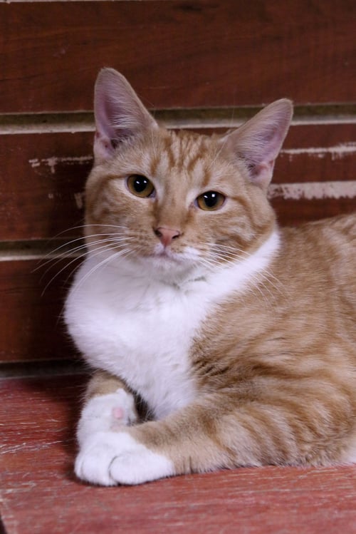 GABRIEL - Tabby / Domestic Short Hair available for adoption