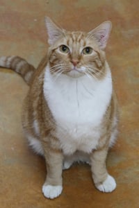 Gabriel - Photo 5
