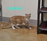 Gabriel - Photo 7