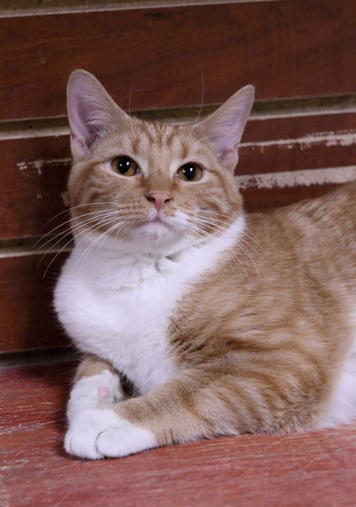 GABRIEL - Tabby / Domestic Short Hair available for adoption