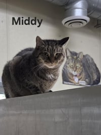 Middy - Photo 6