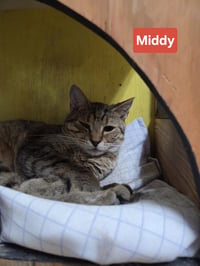 Middy - Photo 8