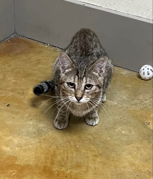 MIDDY - Tiger / Domestic Short Hair available for adoption