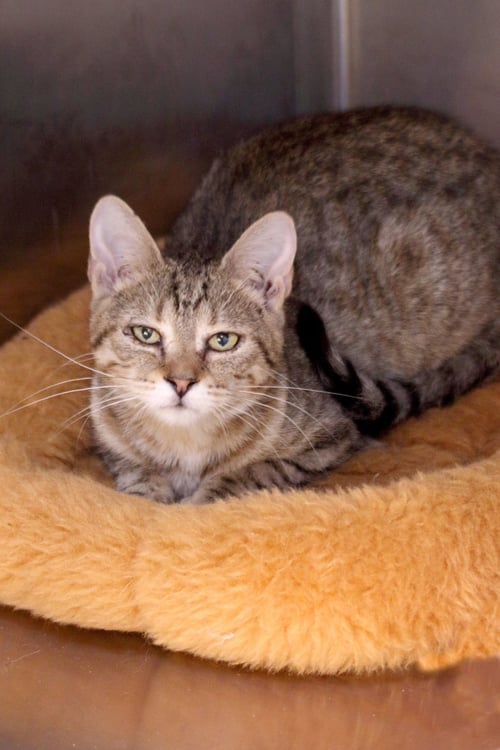 MIDDY - Tiger / Domestic Short Hair available for adoption