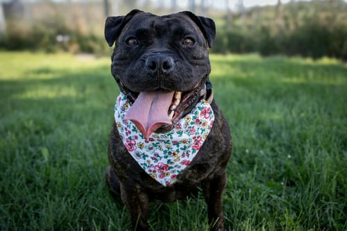 GREER - Pit Bull Terrier / Bulldog available for adoption