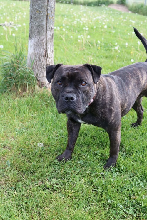 GREER - Pit Bull Terrier / Bulldog available for adoption