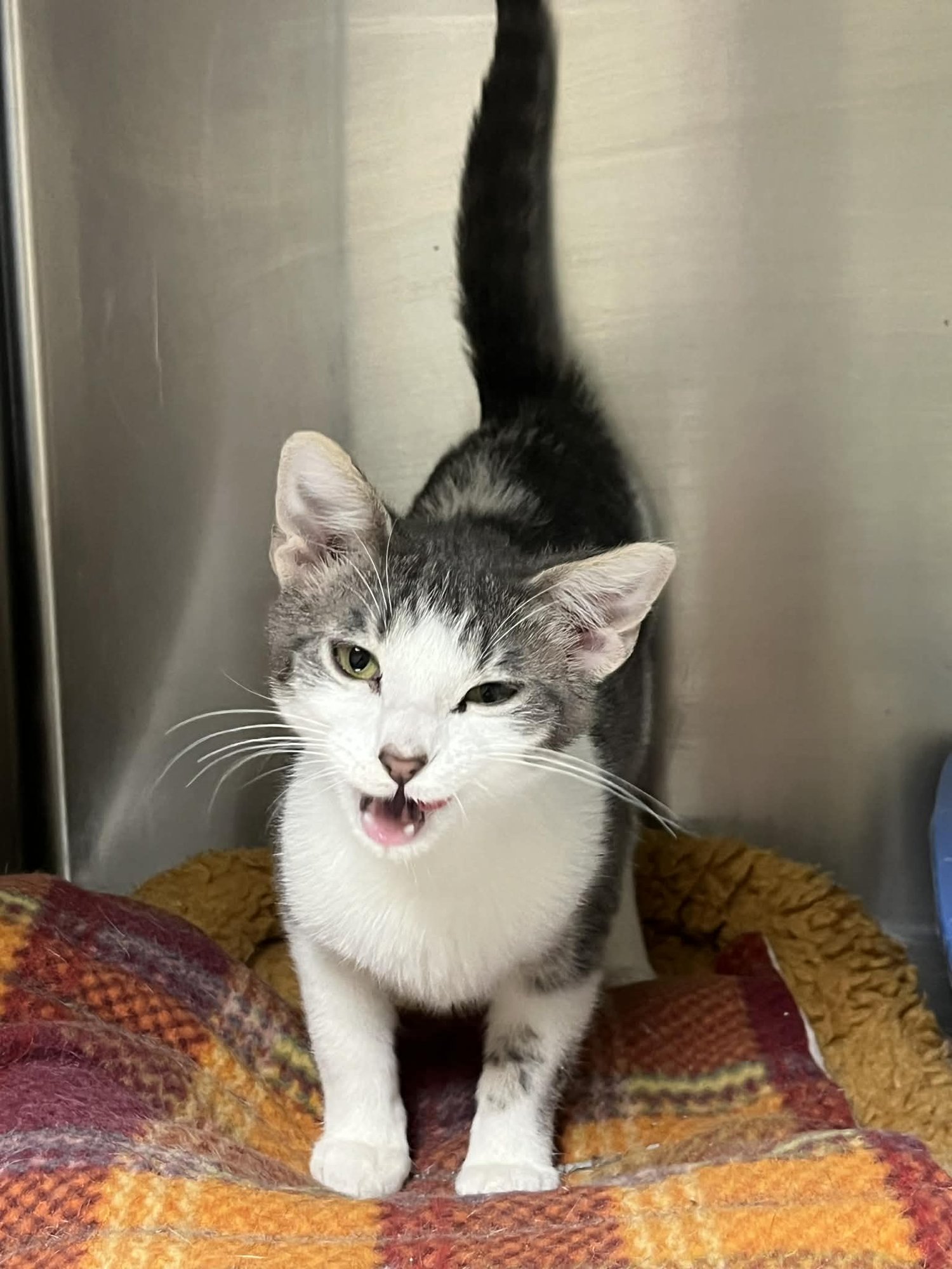 LAWRENCE - Domestic Short Hair available for adoption