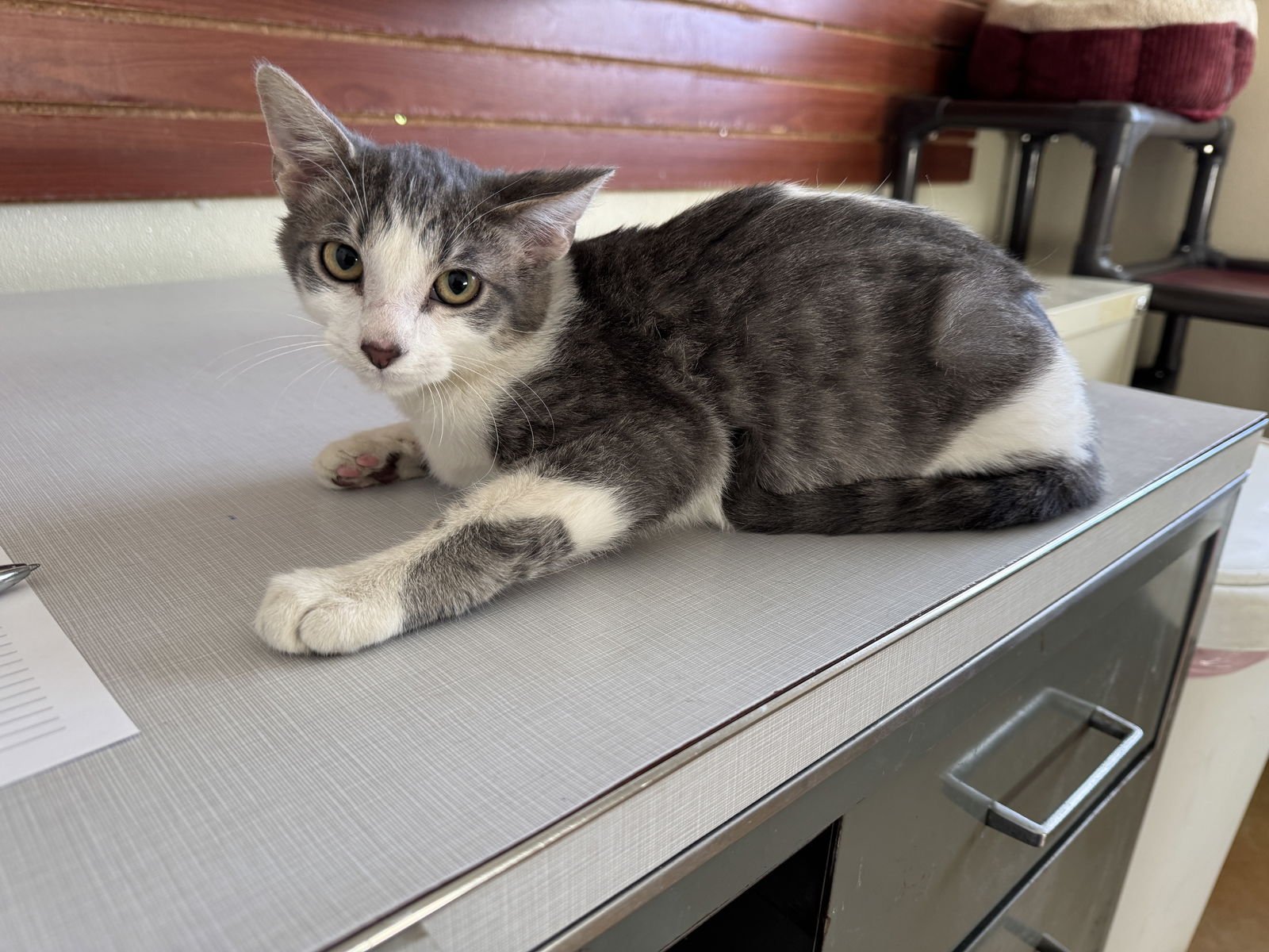 LAWRENCE - Domestic Short Hair available for adoption