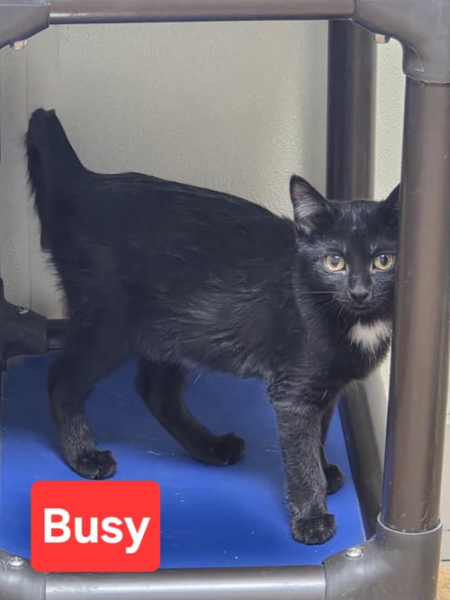 BUSY - Domestic Medium Hair available for adoption