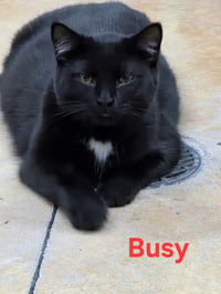 Busy - Photo 8