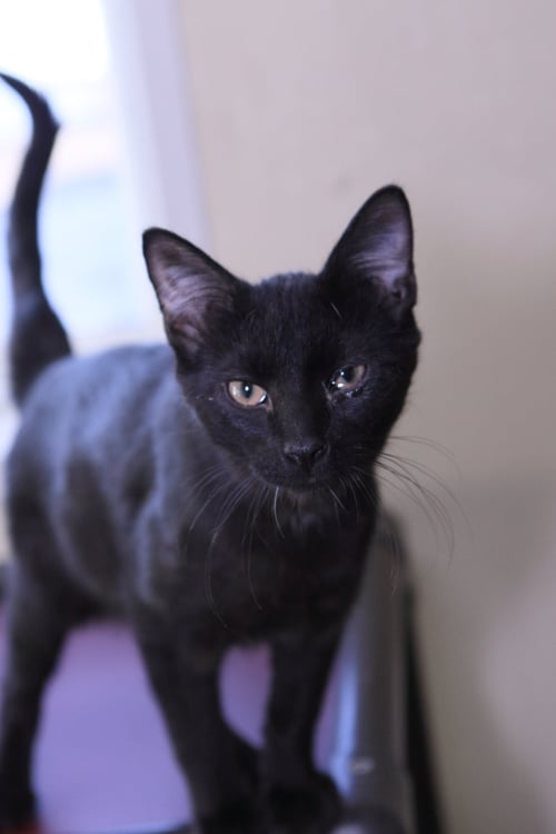 BUSY - Domestic Medium Hair available for adoption