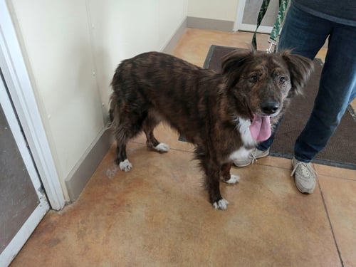 TUCKER - Border Collie / Australian Shepherd for adoption in Rochester