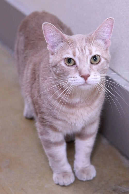 JAMES - Tiger / Domestic Short Hair available for adoption