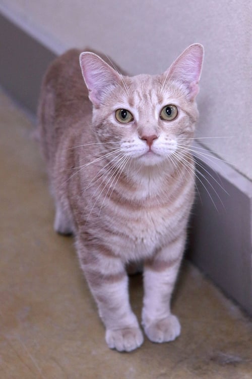 JAMES - Tiger / Domestic Short Hair available for adoption