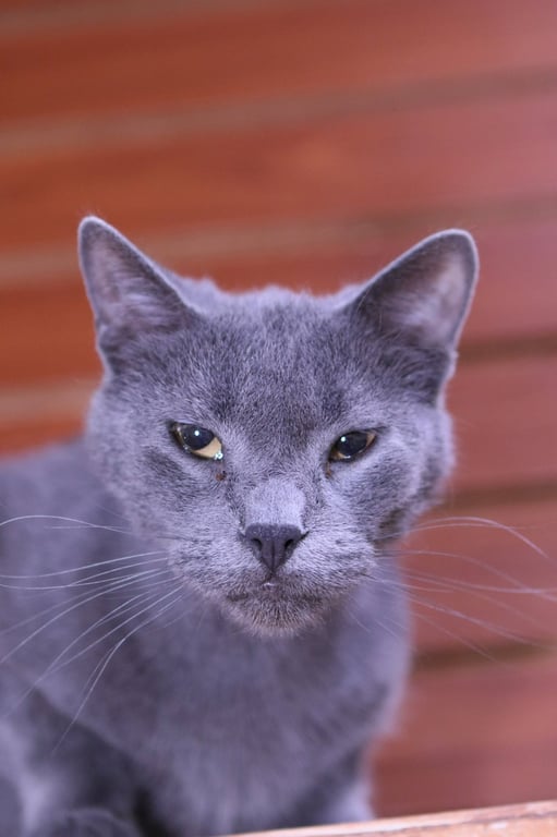 Moxie Image