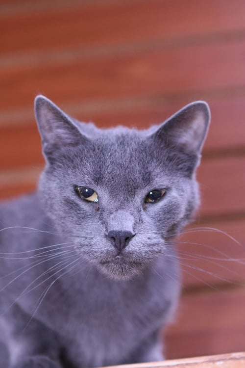 MOXIE - Domestic Short Hair available for adoption