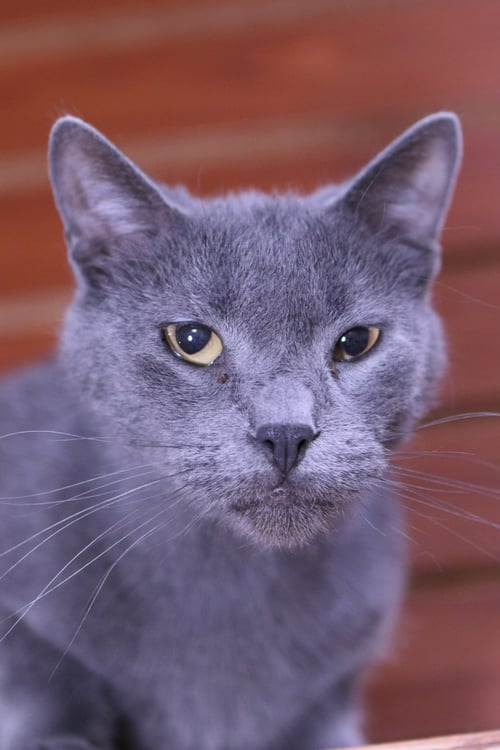 MOXIE - Domestic Short Hair available for adoption