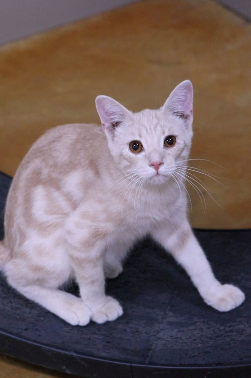 Angelo Image