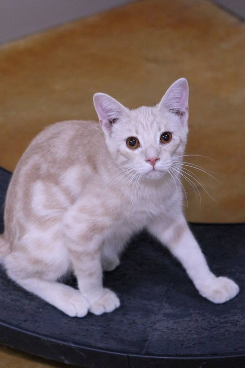 ANGELO - Domestic Short Hair available for adoption