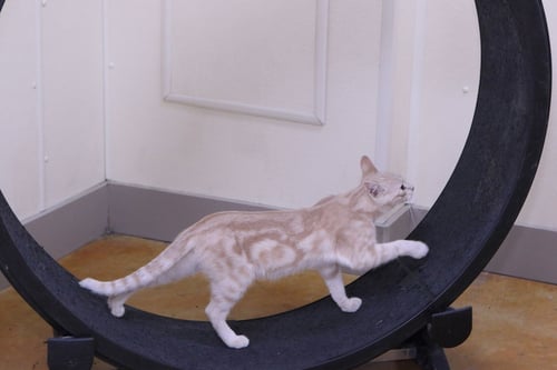 ANGELO - Domestic Short Hair available for adoption