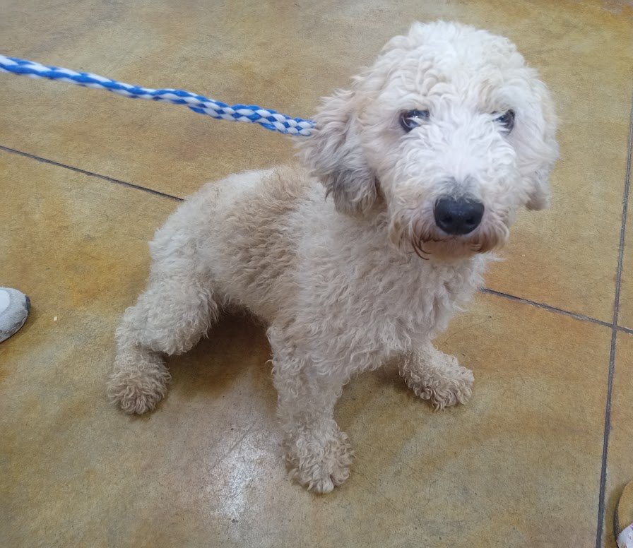 PECAN (NO MORE APPLICATIONS) - Poodle (Miniature) / Australian Shepherd for adoption in Rochester