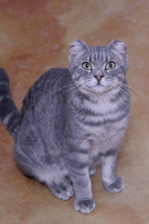 FINNY - Domestic Short Hair available for adoption