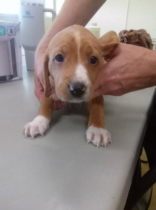 HOLLYHOCK (NO MORE APPLICATIONS) - Hound / Retriever available for adoption